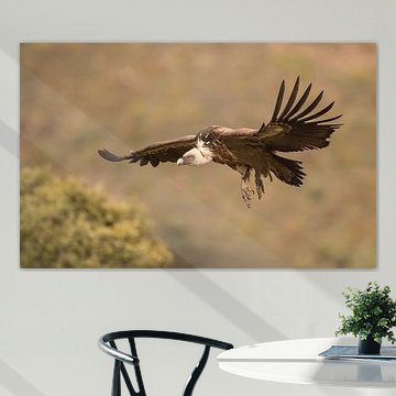 Vale gier / Griffon vulture