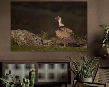 Vale gier / Griffon vulture by Pascal De Munck