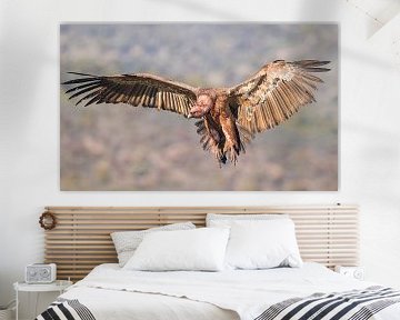 Vale gier / Griffon vulture by Pascal De Munck