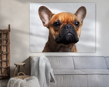 french bulldog by Jannes Boonstra