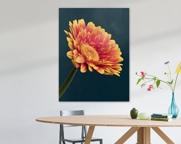 Gerbera in Orange und Rot von Marianne Twijnstra