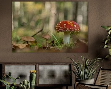 Mushroom like in a fairy tale von Margot Klaren