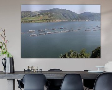 Forrel kweken samsun