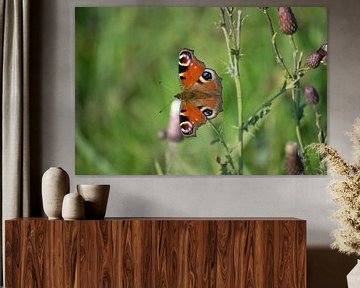 Tagpfauenauge - Schmetterling von Kimberly Zanting