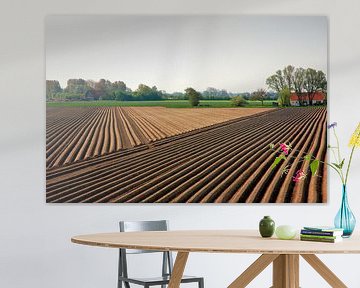 Lijnen in een asperge veld in Zeeland. van Edward Boer