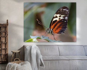 Heliconius Hecale, Tropische vlinder Tropical Butterfly (Collectie 2018) van Jan van Bruggen