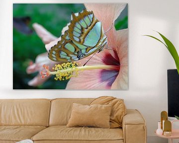 Tropische Vlinder, Tropical Butterfly (Siproeta Stelenes) Collectie 2018 van Jan van Bruggen