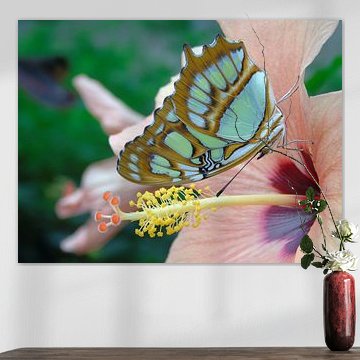 Tropische Vlinder, Tropical Butterfly (Siproeta Stelenes) Collectie 2018