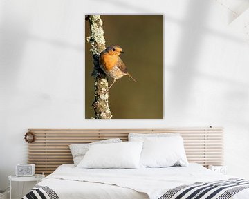 European Robin by Marcel van Os