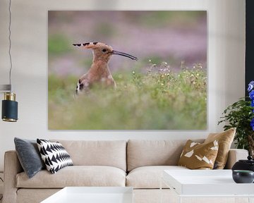 Eurasian Hoopoe sur Marcel van Os