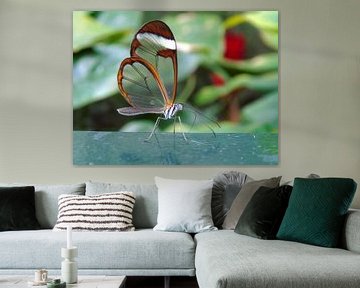 Tropische vlinder Tropical Butterfly - Greta Oto (Collectie 2018) van Jan van Bruggen