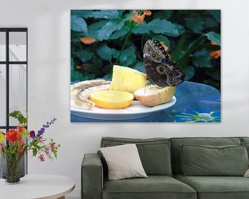 Butterfly and fruits - Morpho Peleides ( Collectie 2018 ) van Jan van Bruggen