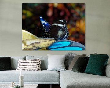 Tropische vlinder met fruit ( Tropical butterfly with fruit) Collectie 2018 van Jan van Bruggen