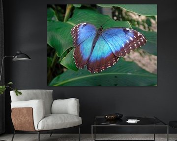 Tropische vlinder Tropical Butterfly (Collectie 2018) Morpho Peleides von Jan van Bruggen
