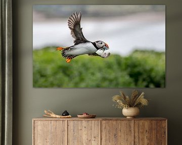 Food for the Puffling by Claudia van Zanten