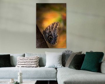 Caligo eurilochus - Uilvlinder - Texel von Texel360Fotografie Richard Heerschap