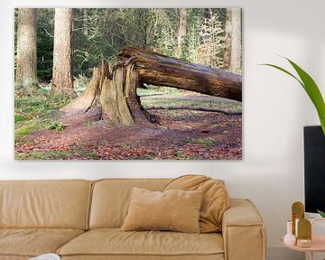 Fallen tree in a dutch forest van Micha Klootwijk