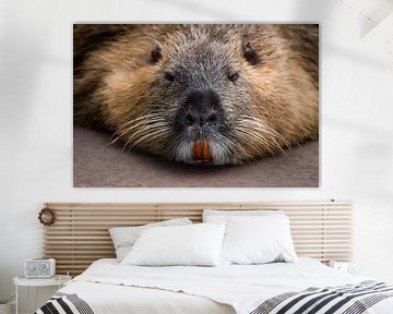 Beaver by Marie-Christine Alsemgeest-Zuiderent