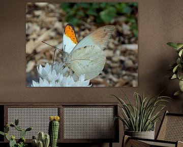 Hebomoia glaucippe - Tropische Vlinder ( Collectie 2018 ) van Jan van Bruggen