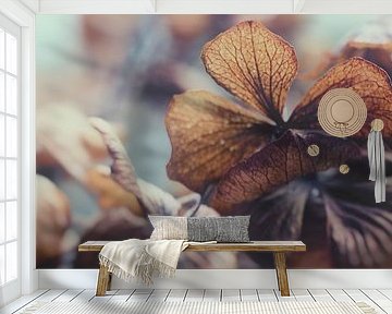 Hortensia in winterslaap by J.P. Valentine