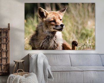 Vos in de Amsterdamse Waterleidingduinen von Marie-Christine Alsemgeest-Zuiderent