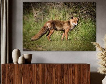 Vos in de Amsterdamse Waterleidingduinen von Marie-Christine Alsemgeest-Zuiderent