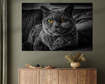 Grijze kat met gele ogen van Atelier Liesjes