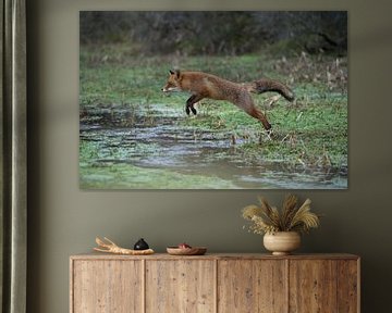 springender Fuchs... Rotfuchs *Vulpes vulpes* von wunderbare Erde