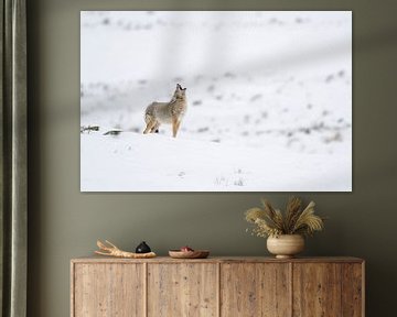 howling coyote in snow... Coyote *Canis latrans* van wunderbare Erde