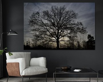 Silhouette d'arbre sur Sammie van der Hooft