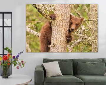 A young Grizzly bear by Koop point