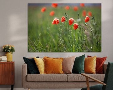 Poppies in a poppy field van Jana Behr