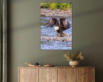Alaska Bald Eagle.