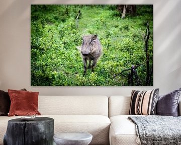 Warthog by Marcel Alsemgeest