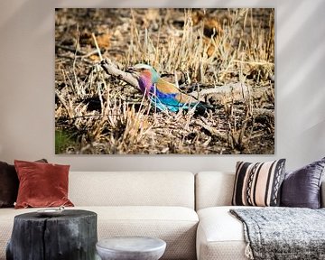Kleurrijke vogel in Zuid-Afrika van Marcel Alsemgeest