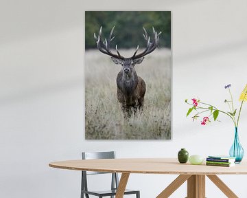 Cerf ... Cerf élaphe *Cervus elaphus*  sur wunderbare Erde