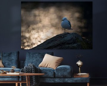 Mew Gull *Larus canus* perched on a rock in last light sur wunderbare Erde