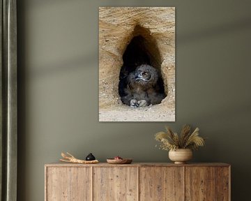 Eurasian Eagle Owl *Bubo bubo* van wunderbare Erde