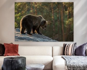 European Brown Bear *Ursus arctos* in fabulous light van wunderbare Erde