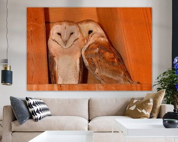 Barn Owls *Tyto alba* van wunderbare Erde
