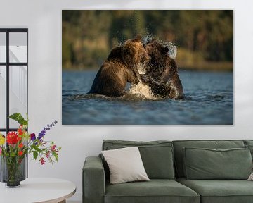 Rangelei im Wasser... Europäische Braunbären *Ursus arctos* von wunderbare Erde