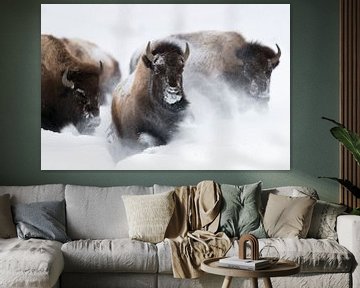 American Bisons *Bison bison* running through deep powder snow van wunderbare Erde