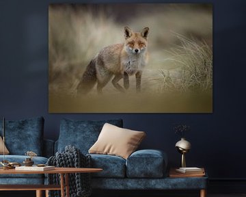 Renard dans les dunes sur Menno Schaefer