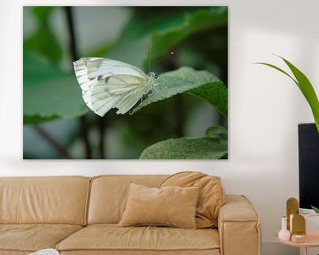 Prachtig witje ( Vlinder ) Tropische vlinders, Collectie 2018 von Jan van Bruggen