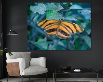 Dryadula phaetusa ( Tropische vlinders ) Collectie 2018 sur Jan van Bruggen
