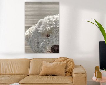 Portret van een Lagotto Romagnolo hond van arjan doornbos