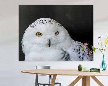 The snowy owl by Jessica Berendsen