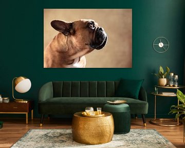 French Bulldog sur Jana Behr