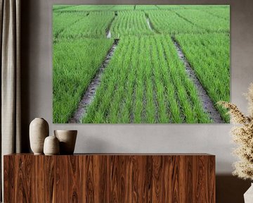 Javaans rijstveld patroon van Martijn Stoppels