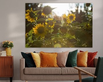 Sunflowers by Matthijs Damen